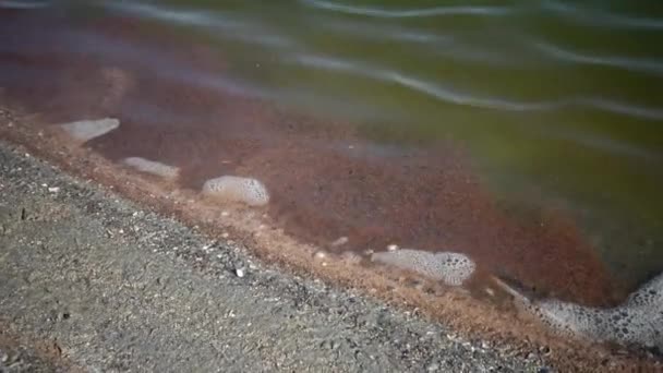 Crevettes mortes d'Artemia, près du rivage, rocher sur les vagues