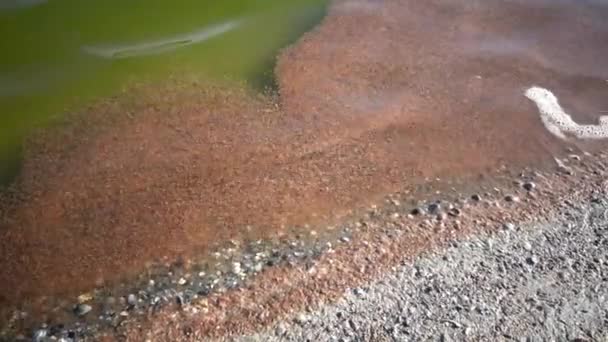 Crevettes mortes d'Artemia, près du rivage, rocher sur les vagues — Video