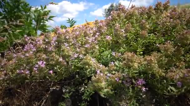Thymus serpyllum, conhecido pelos nomes comuns de tomilho sardento — Vídeo de Stock