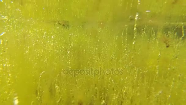 Alghe verdi (Enteromorpha) a bassa profondità nel liman . — Video Stock