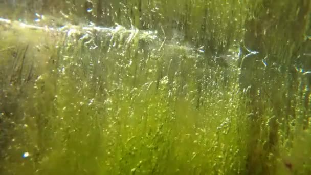 Grünalgen (Enteromorpha) in geringer Tiefe im Liman. — Stockvideo