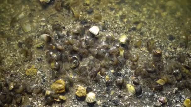 Cangrejo Gammarus en el borde de la orilla en el borde del agua en el estuario . — Vídeo de stock