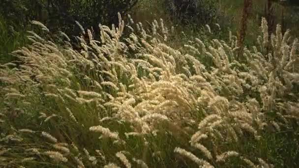 Melica transsilvanica, Red Spire, is a species of grass in the Poaceae family — Stock Video