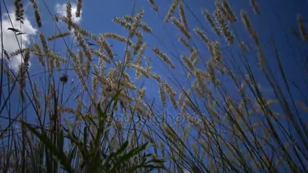 Melica transsilvanica, roter Kirchturm, ist eine Grasart aus der Familie der Poaceae — Stockvideo