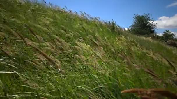 Melica transsilvanica, roter Kirchturm, ist eine Grasart aus der Familie der Poaceae — Stockvideo