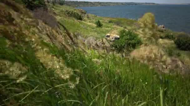 Melica transsilvanica est une espèce d'amphibiens de la famille des Poaceae. — Video