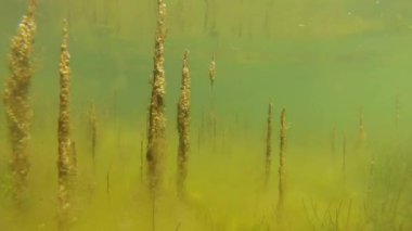 Yeşil algler liman içinde sığ derinlikte.