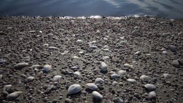 Shells of the clam Mya arenaria on the shore. — Stock Video