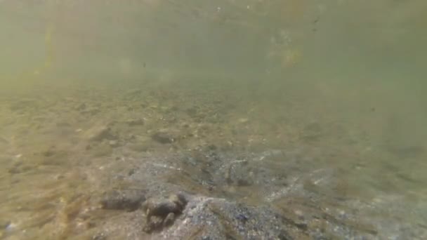 Petits poissons du genre Pomatoschistus au fond à faible profondeur . — Video