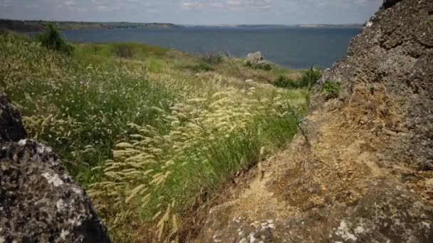 Melica transsilvanica, roter Kirchturm, ist eine Grasart aus der Familie der Poaceae — Stockvideo