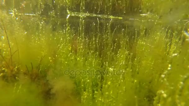 Green algae (Enteromorpha) at a shallow depth in the liman. — Stock Video