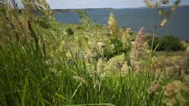 Melica transsilvanica, Red Spire, è una specie erbacea della famiglia delle Poaceae — Video Stock