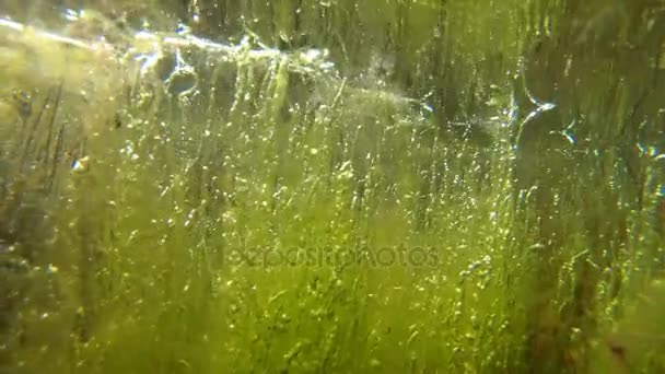 Green algae (Enteromorpha) at a shallow depth in the liman. — Stock Video