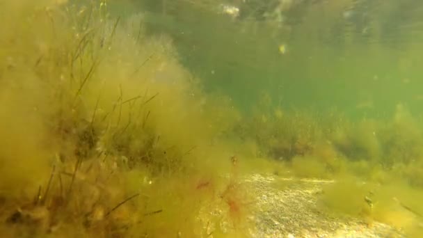 Green algae  at a shallow depth in the liman. — Stock Video