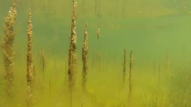 Algas verdes a poca profundidad en el liman . — Vídeo de stock