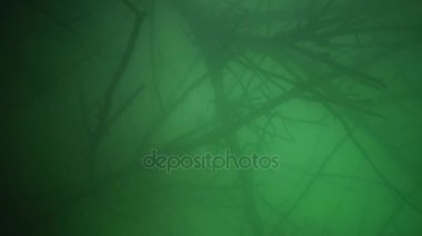 Kamera karşı su taşır. Tatlı su akar. Hızlı akan su yosun. 