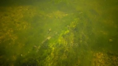 Kurbağa yavrularını, yeşil algler arasında bir havuzda genç kurbağalar