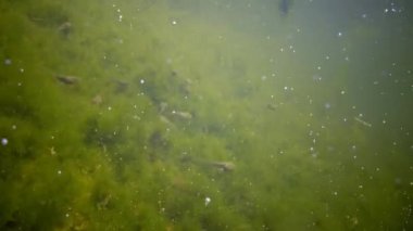 Kurbağa yavrularını, yeşil algler arasında bir havuzda genç kurbağalar