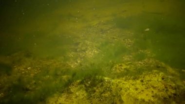 Kurbağa yavrularını, yeşil algler arasında bir havuzda genç kurbağalar