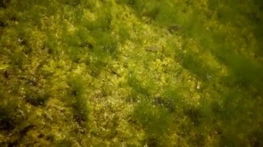 Kurbağa yavrularını, yeşil algler arasında bir havuzda genç kurbağalar