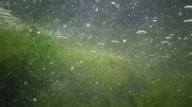 Kamera karşı su taşır. Tatlı su akar. Hızlı akan su yosun