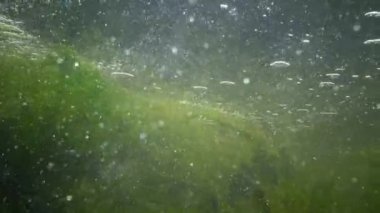 Kamera karşı su taşır. Tatlı su akar. Hızlı akan su yosun