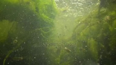 Kamera karşı su taşır. Tatlı su akar. Hızlı akan su yosun