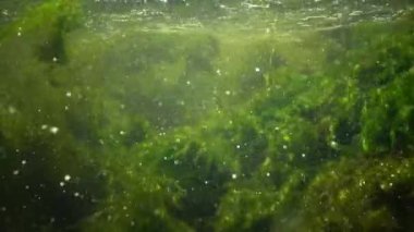 Kamera karşı su taşır. Tatlı su akar. Hızlı akan su yosun.