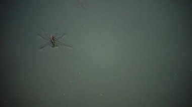 Gerris lacustris, yaygın olarak göl patencisi ya da su yürüyüşçüsü olarak bilinir.