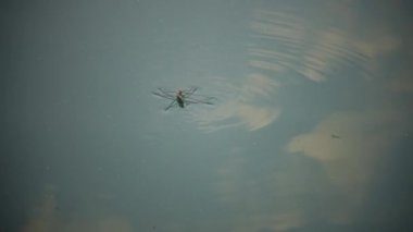 Gerris lacustris, yaygın olarak göl patencisi ya da su yürüyüşçüsü olarak bilinir.
