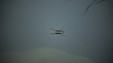 Gerris lacustris, yaygın olarak göl patencisi ya da su yürüyüşçüsü olarak bilinir.