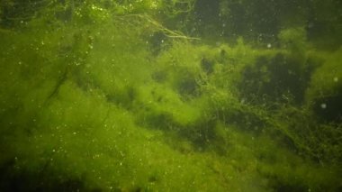 Yeşil algler bir tatlı su rezervuar, oksijen yayın, hava kabarcıkları
