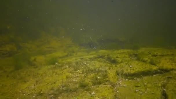 Têtards, jeunes grenouilles dans un étang parmi les algues vertes — Video