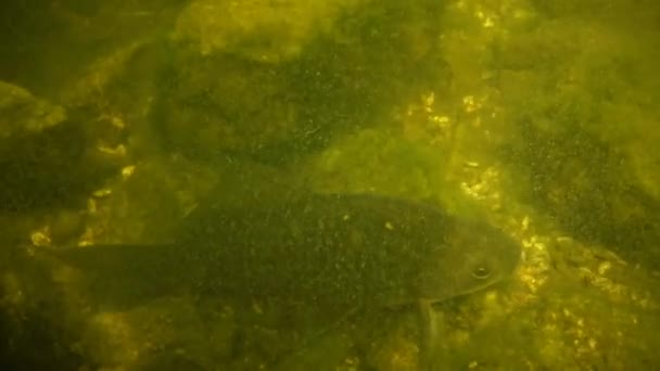 Pesce grosso carpa crociata nel lago — Video Stock