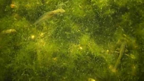Kikkervisjes, jonge kikkers in een vijver onder groene algen — Stockvideo