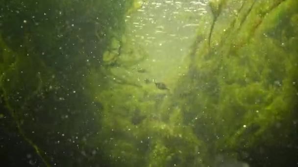 La cámara se mueve contra el agua. El agua dulce fluye. Algas en aguas rápidas — Vídeo de stock