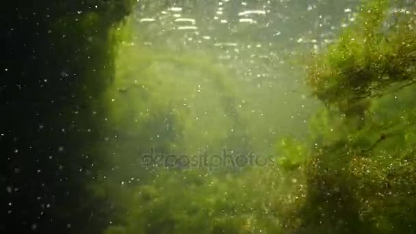 La caméra se déplace contre l'eau. L'eau douce coule. Algues dans l'eau à écoulement rapide — Video