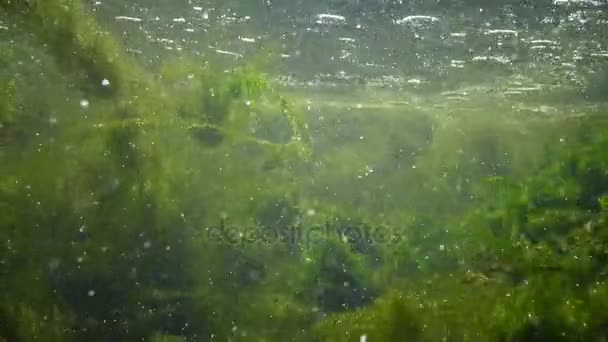 La cámara se mueve contra el agua. El agua dulce fluye. Algas en aguas rápidas . — Vídeos de Stock