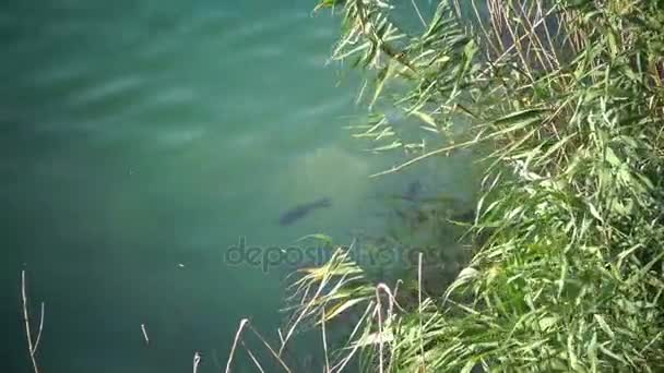 Ein großer Fisch schwimmt in Ufernähe. überfluteter Granitbruch — Stockvideo