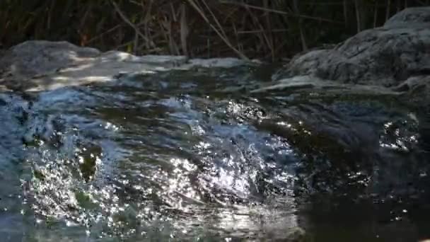 新鲜的水流。快速流动的水中藻类 — 图库视频影像