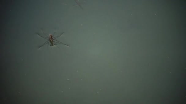 Gerris lacustris, communément appelé le patineur d'étang commun ou le parapente d'eau commune 