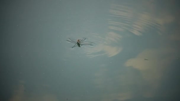 Gerris lacustris, algemeen bekend als de gewone vijverschaatser of gewone waterschaatser — Stockvideo