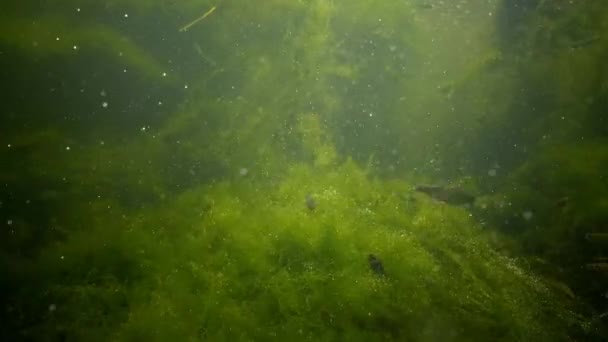Зеленые водоросли в пресноводном резервуаре, выделение кислорода, пузырьки воздуха — стоковое видео