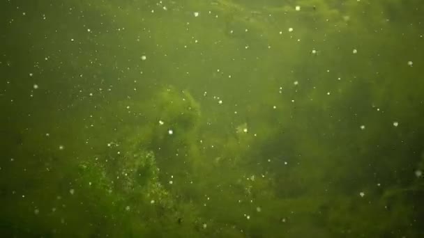 Algas verdes en un depósito de agua dulce, liberación de oxígeno, burbujas de aire — Vídeo de stock