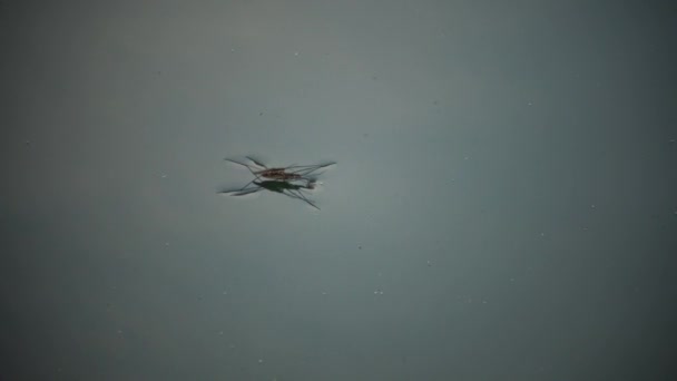 Gerris lacustris, commonly known as the common pond skater or common water strider — Stock Video