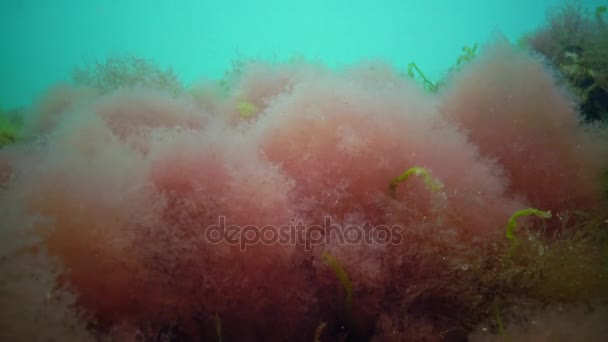 Granos de algas verdes y marrones marinas en el Mar Negro — Vídeos de Stock
