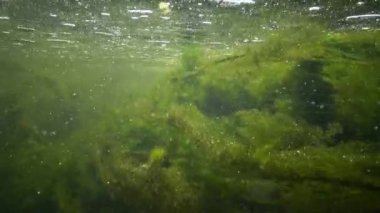 İçinde yeşil algler parçalamak, küçük balık yüzmek Creek, hızla akan su