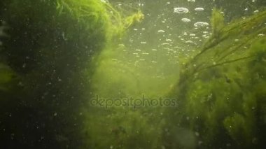 İçinde yeşil algler parçalamak, küçük balık yüzmek Creek, hızla akan su