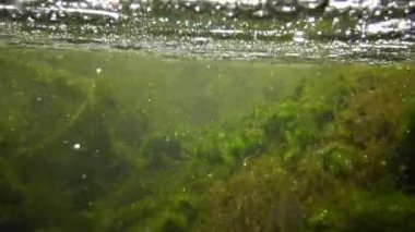 İçinde yeşil algler parçalamak, küçük balık yüzmek Creek, hızla akan su