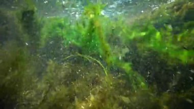 İçinde yeşil algler parçalamak, küçük balık yüzmek Creek, hızla akan su